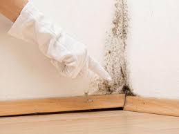 Trusted Elida, OH Mold Inspection Experts